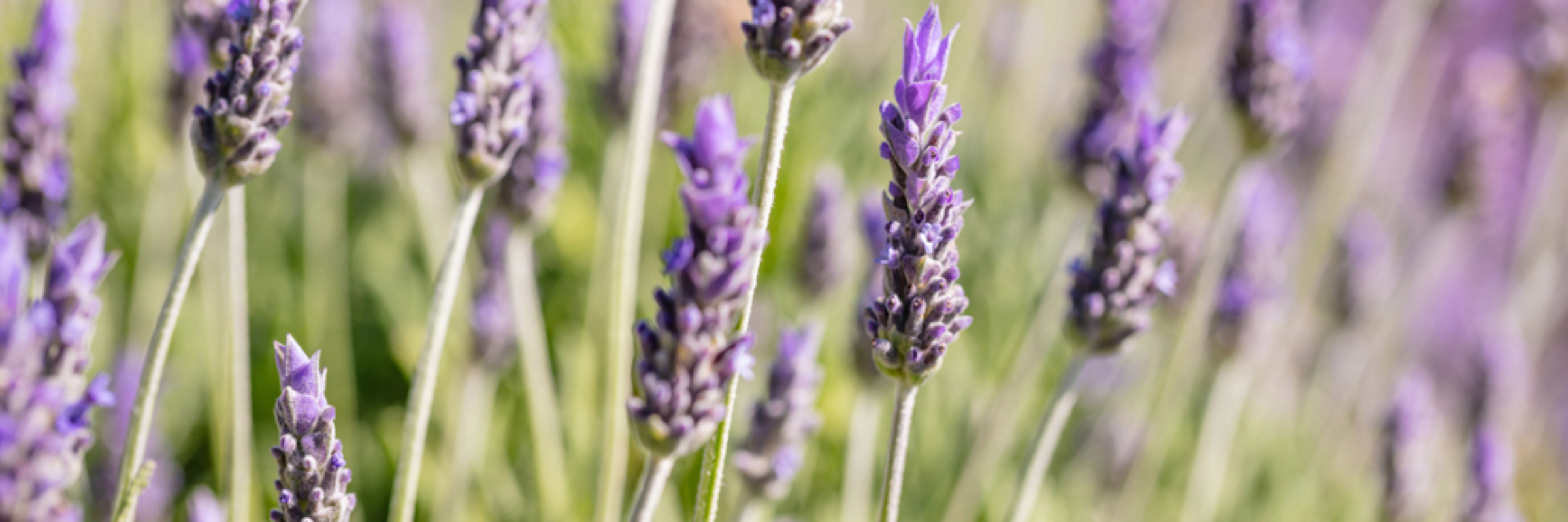 Lavender & Rose Concessions : Wonder, Whimsy, and Garden Refuge