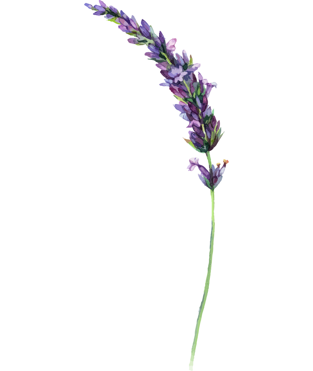 Growing Lavender : Lavender & Rose Concessions