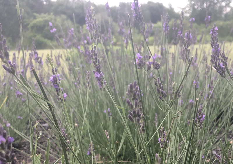 How far apart to plant lavender munstead information