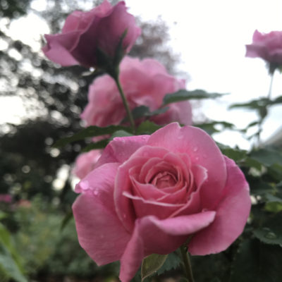 Caring for Roses at Akronside